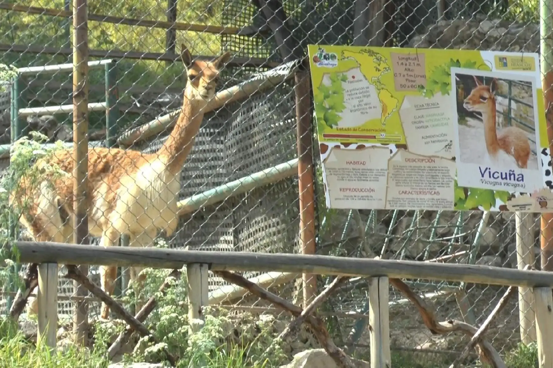 Policía investiga la muerte de vicuña de zoológico municipal de Huancayo. ANDINA/Pedro Tinoco