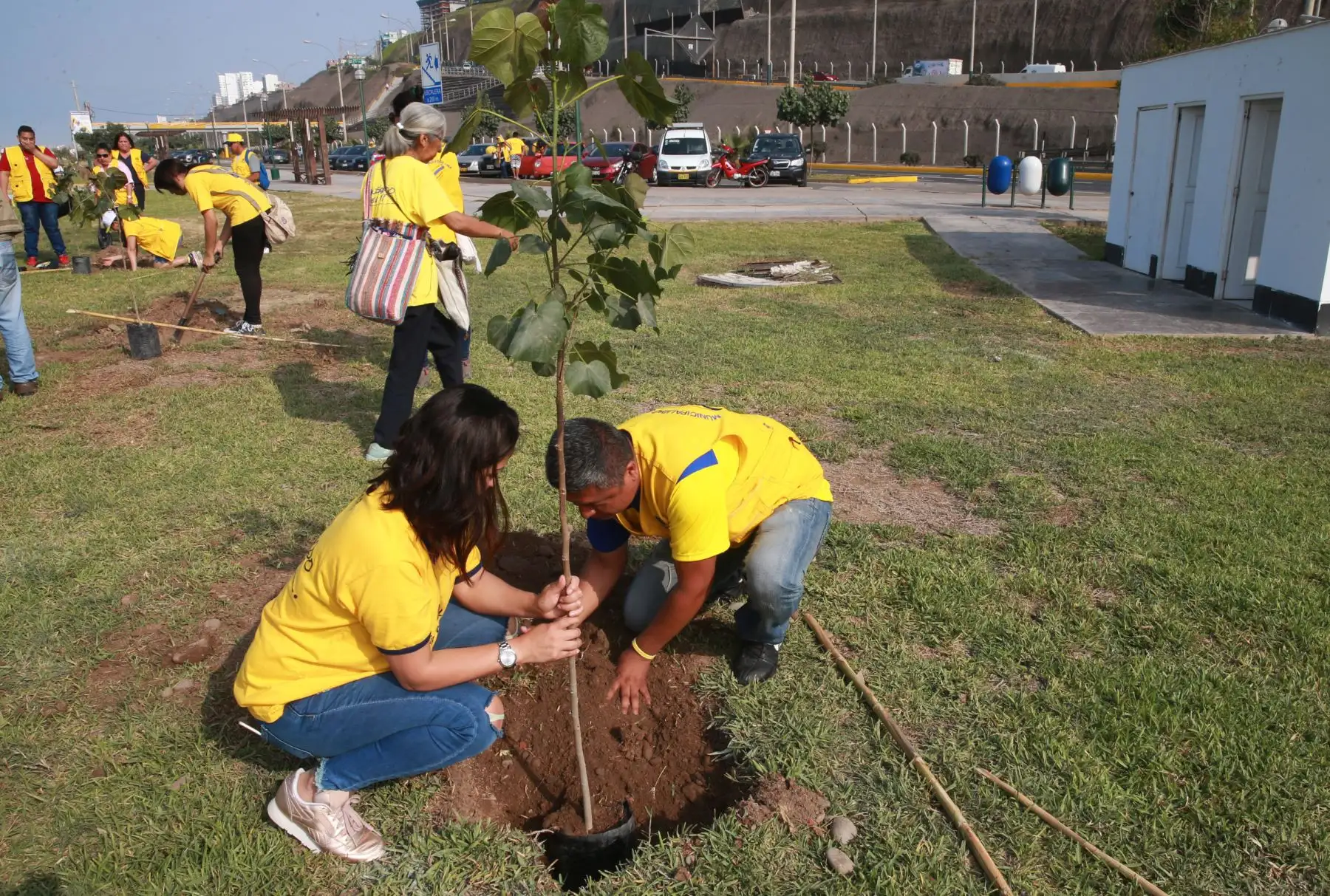 LIMA,PERÚ-ENERO 09 . Voluntarios  participan  en arbolización para la llegada del Papa Francisco en el distrito de Magdalena .Foto: ANDINA/Norman Córdova
