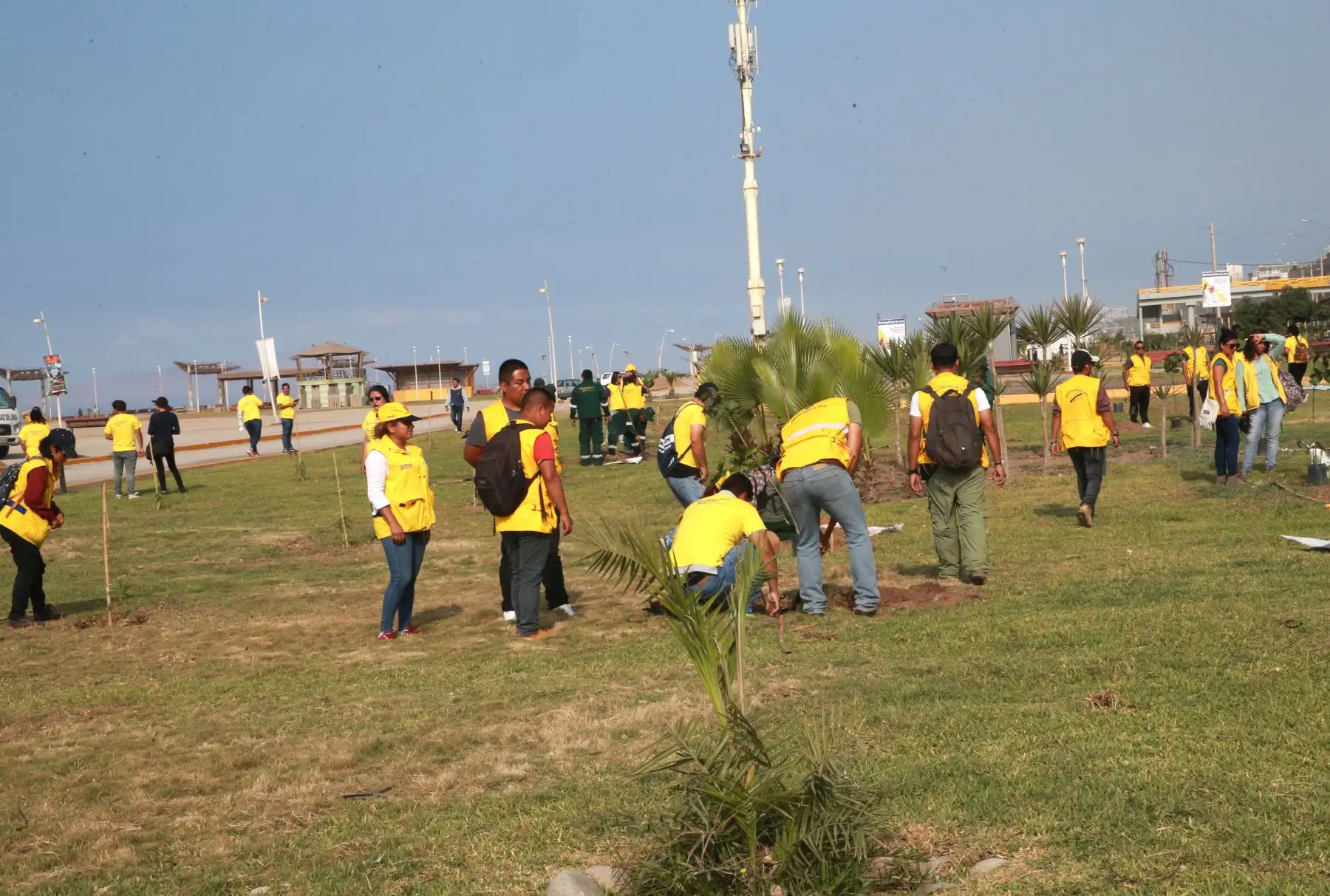 LIMA,PERÚ-ENERO 09 . Voluntarios  participan  en arbolización para la llegada del Papa Francisco en el distrito de Magdalena .Foto: ANDINA/Norman Córdova