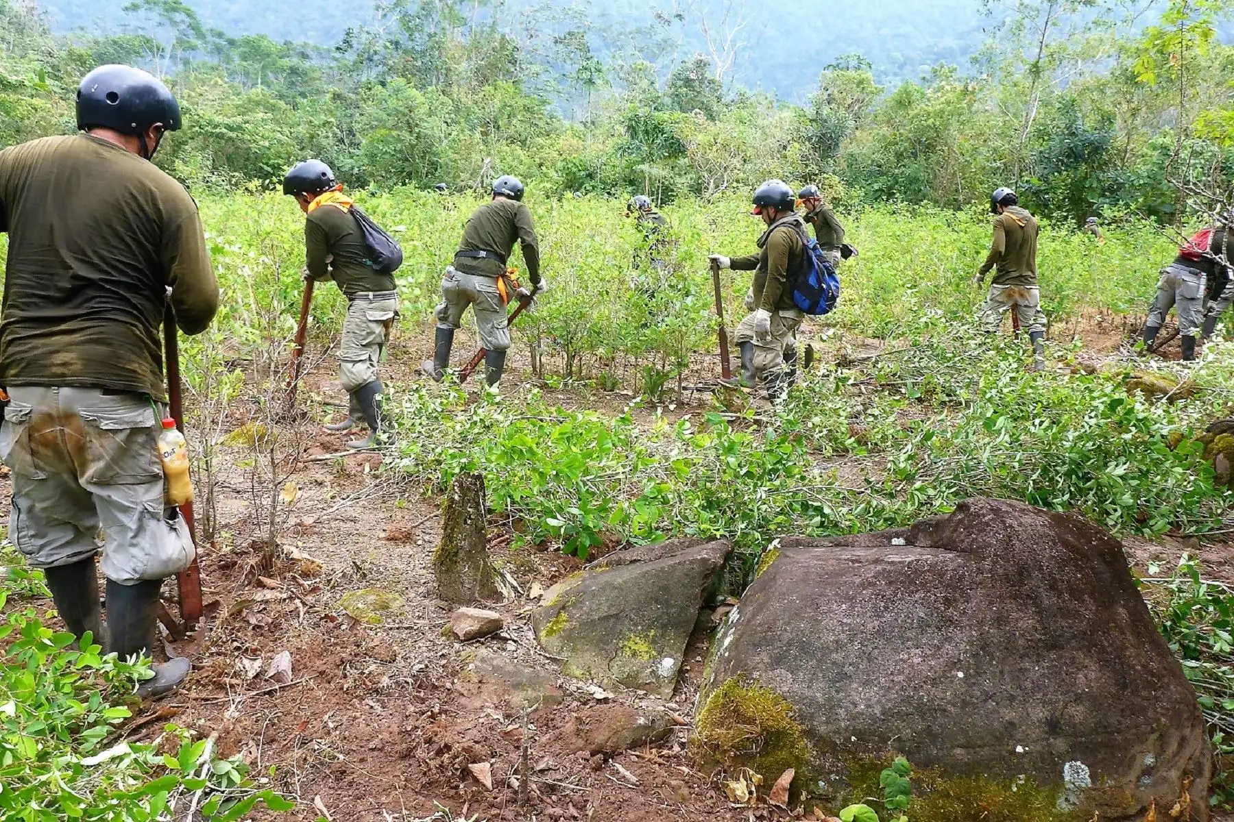 El Proyecto Especial de Control y Reducción de Cultivos Ilegales en el Alto Huallaga (Corah), con el apoyo de la Policía Nacional del Perú (PNP), erradicó 2936 hectáreas de hoja de coca ilegal en los ejes operacionales de Aguaytía (Ucayali), Santa Lucía (San Martín) y Ciudad Constitución (Pasco). ANDINA/Difusión
