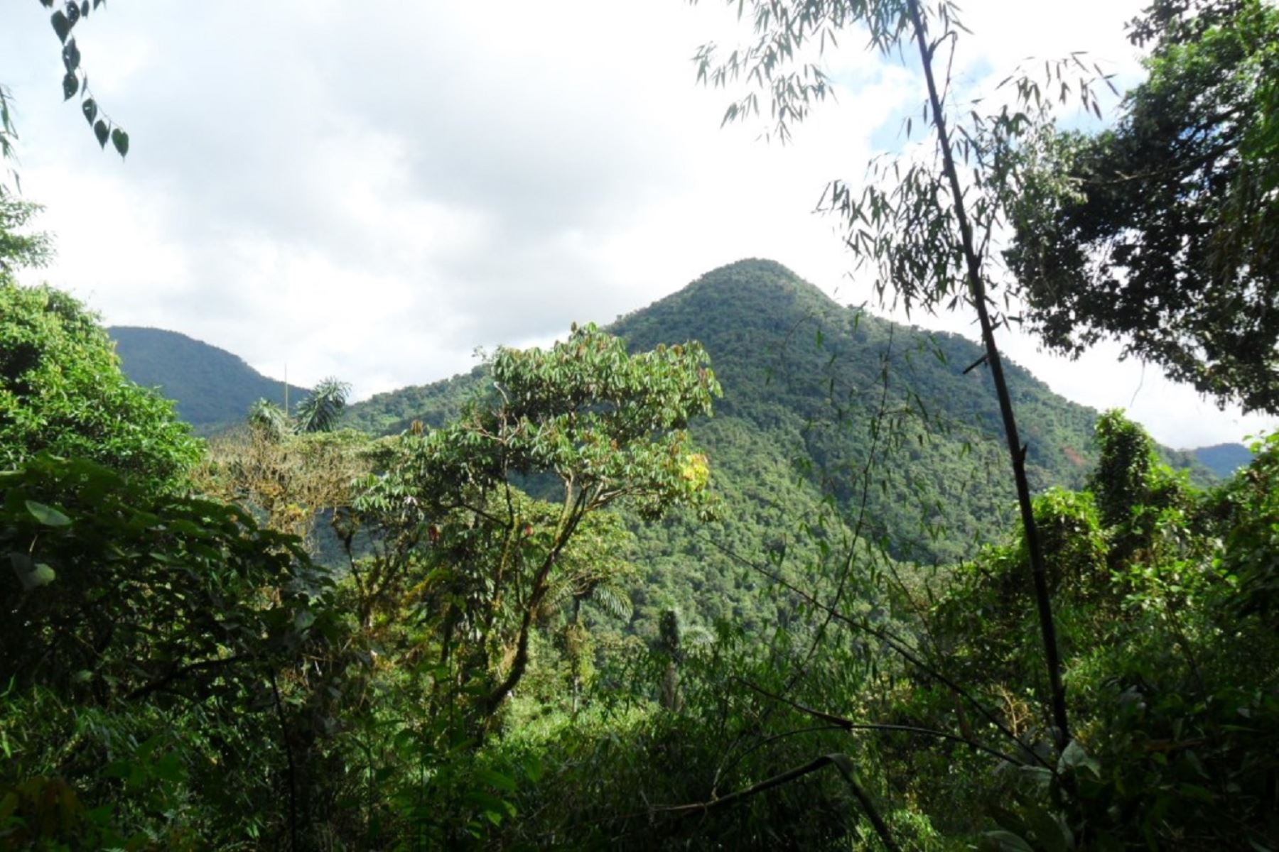 El primer bosque protector del país se ubica en Kosñipata, en Cusco. ANDINA/Difusión