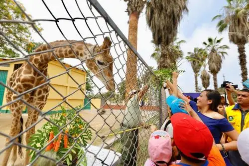 El Parque de las Leyendas alista la sede de Huachipa y San Miguel para recibir a las familias peruanas por su día, a través de actividades en sus instalaciones. Foto: ANDINA/Difusión.