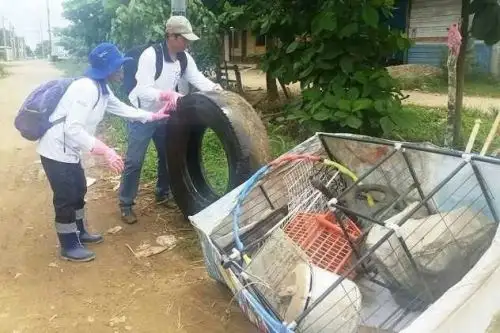 El Minsa ha organizado para el viernes 22 de noviembre una jornada de limpieza para eliminar criaderos del zancudo Aedes aegypti. Foto: ANDINA/Difusión