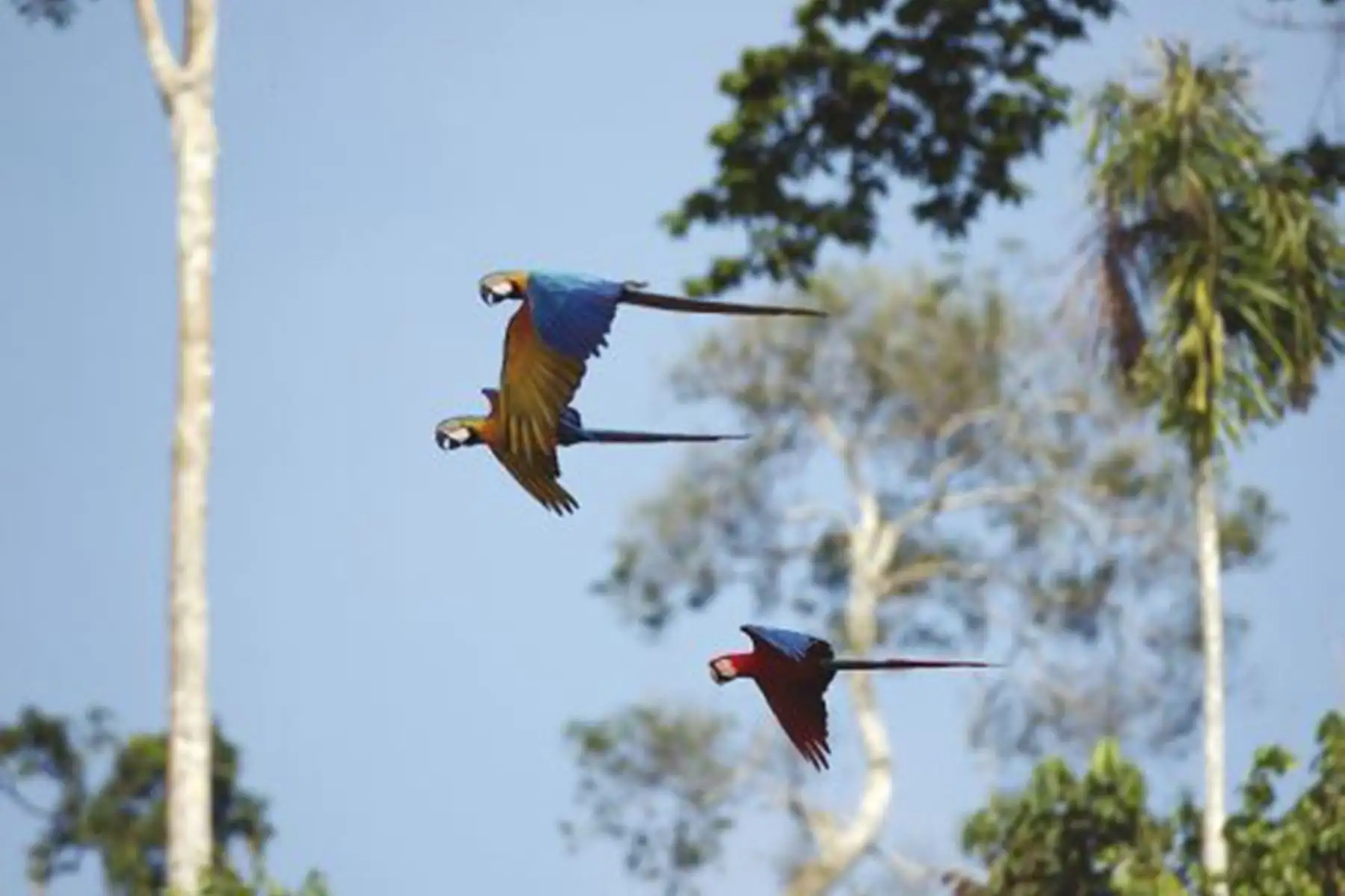 La Reserva Nacional Tambopata posee una gran población de guacamayos. ANDINA/Archivo