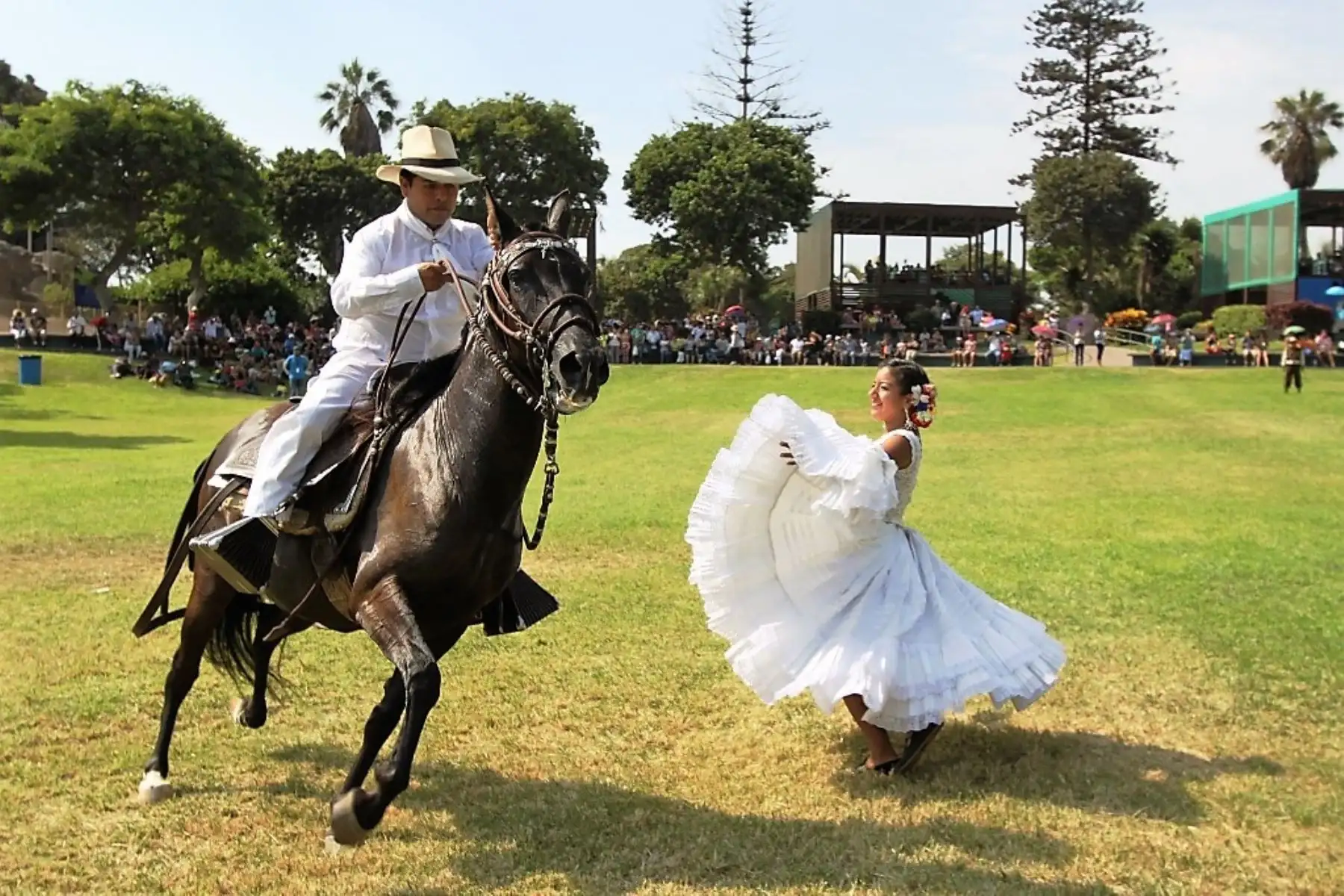 80 ejemplares del caballo peruano de paso competirán en concurso regional en Lambayeque. ANDINA/archivo