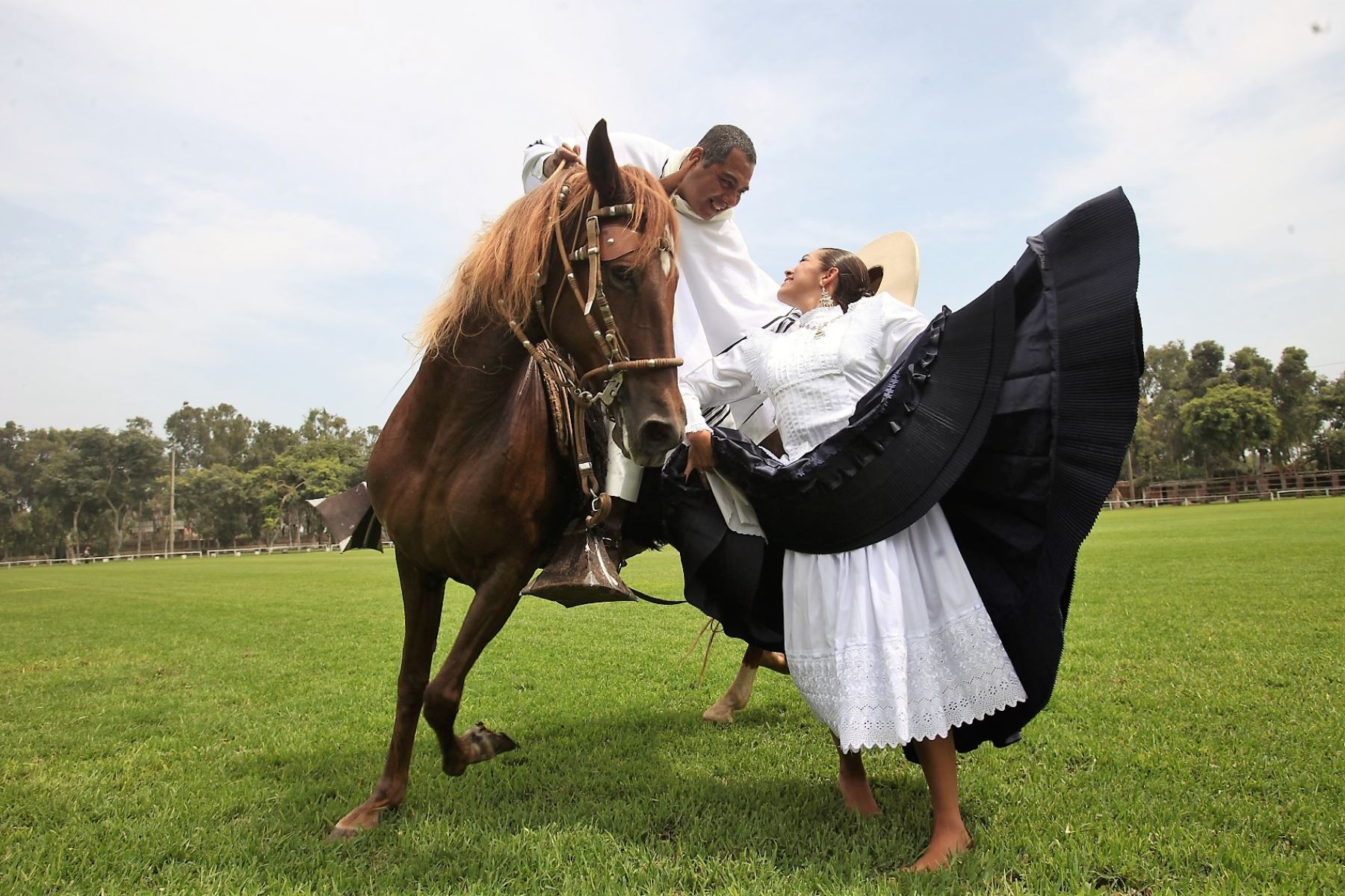 Unos 300 caballos peruanos de paso competirán en concurso en el distrito de Reque, región Lambayeque.