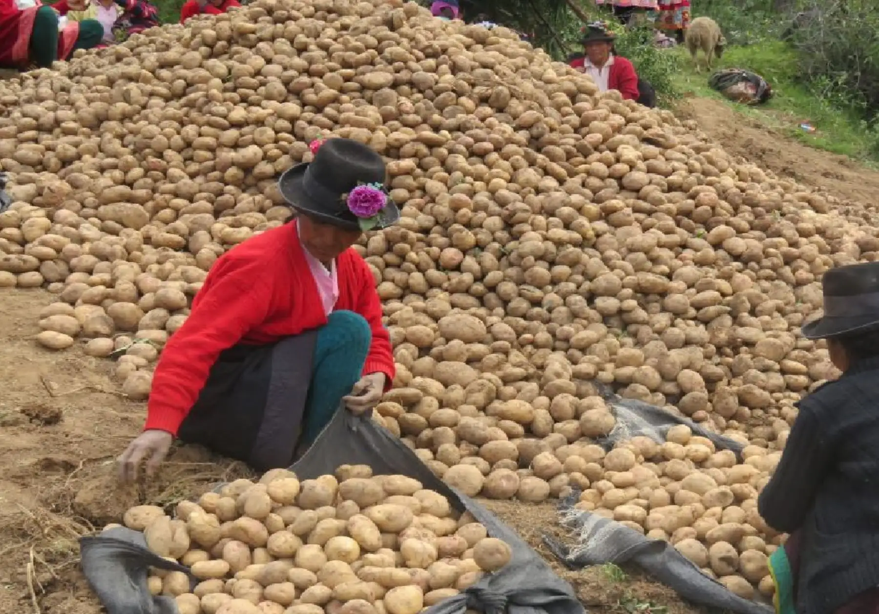 El Programa de Compensaciones para la Competitividad (Agroideas), por encargo del Ministerio de Agricultura y Riego (Minagri), realizó capacitaciones en las regiones de Apurímac y Ayacucho para promover la asociatividad y mejorar la capacidad de gestión de los productores de papa blanca.Foto:  ANDINA/Difusión