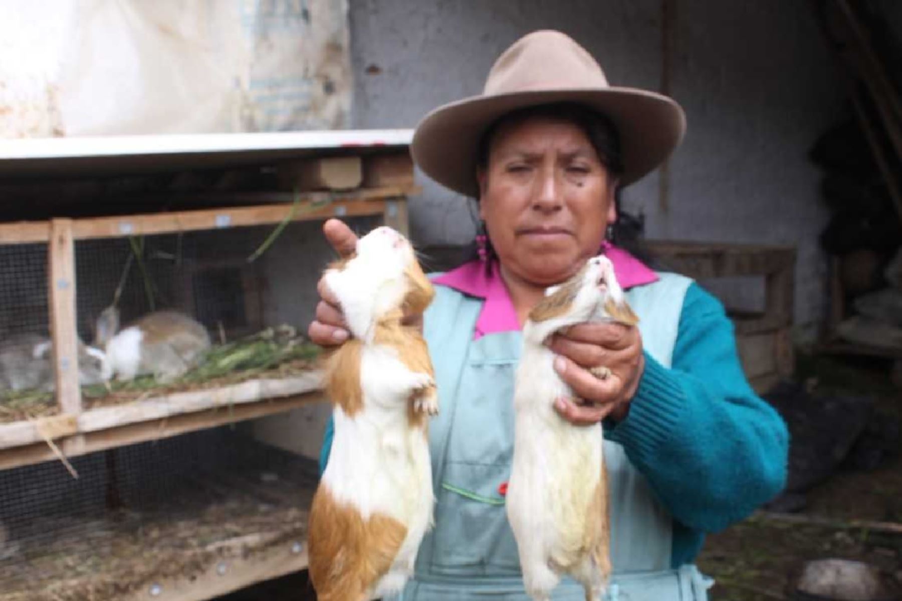 Más de 6,00 hogares de Lambayeque y Cajamarca participan de proyectos productivos. ANDINA/Difusión