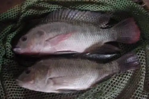 Pobladores de caseríos del distrito de Mórrope, región Lambayeque, proyectan producir 10 toneladas de tilapia. Foto: ANDINA/Difusión