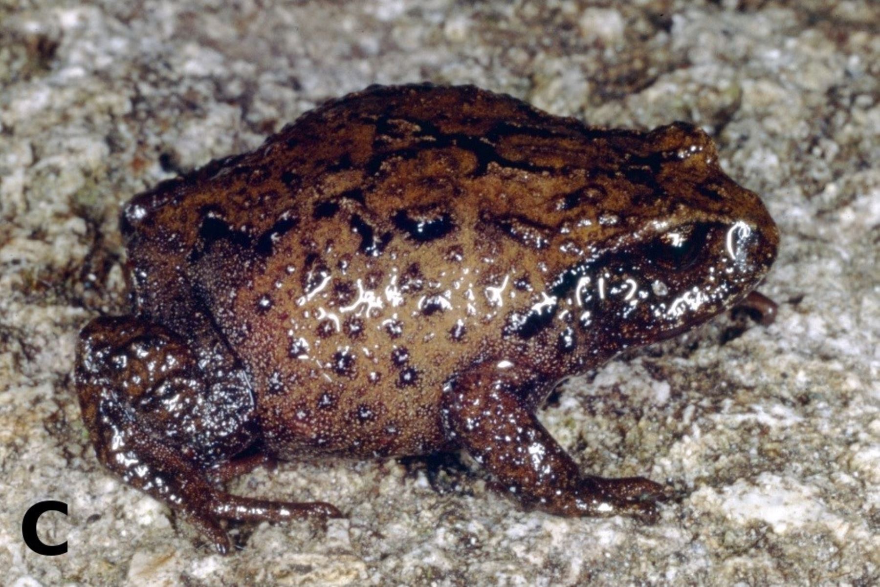 Descubren cuatro especies de ranas en el Parque Nacional Río Abiseo, en San Martín. ANDINA/Difusión