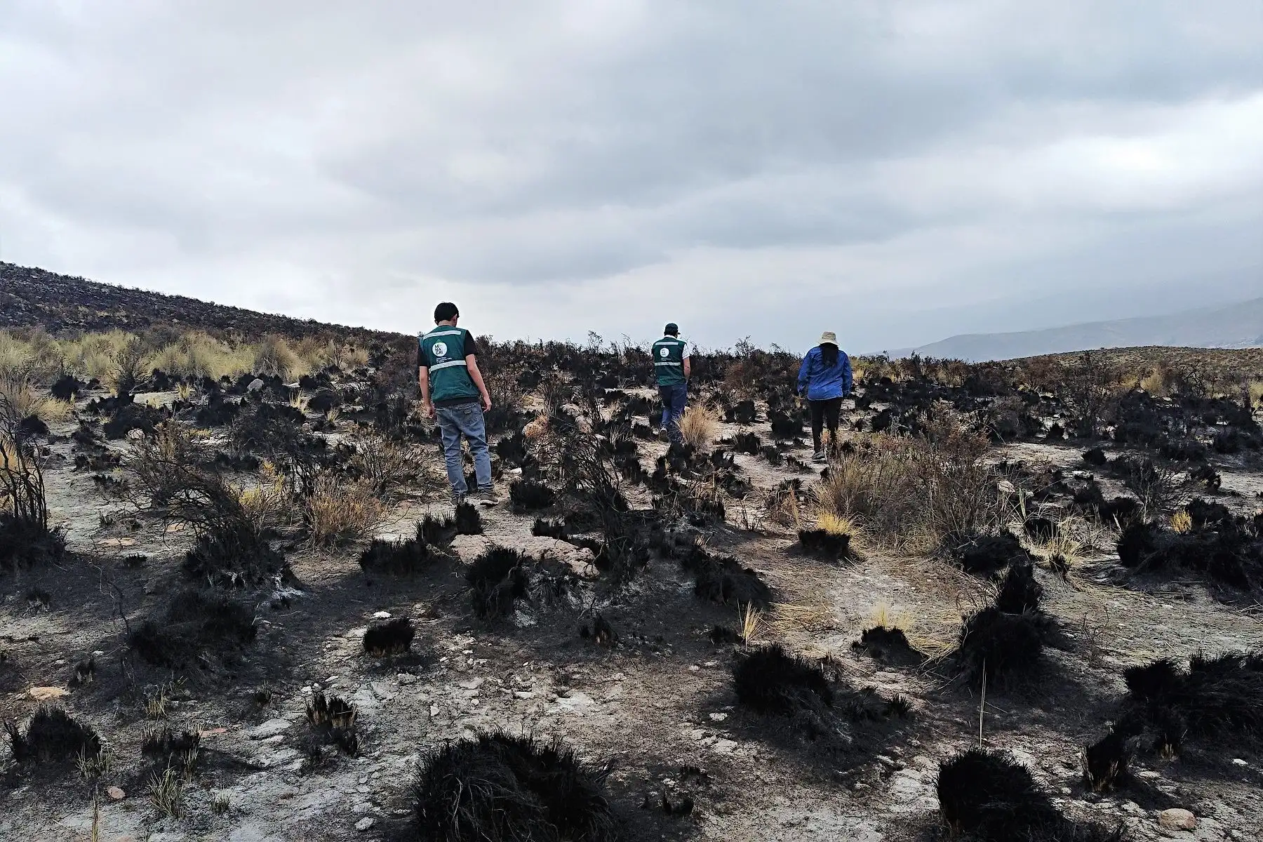 Incendio forestal en Arequipa afecta a 500 hectáreas de pastos naturales. ANDINA
