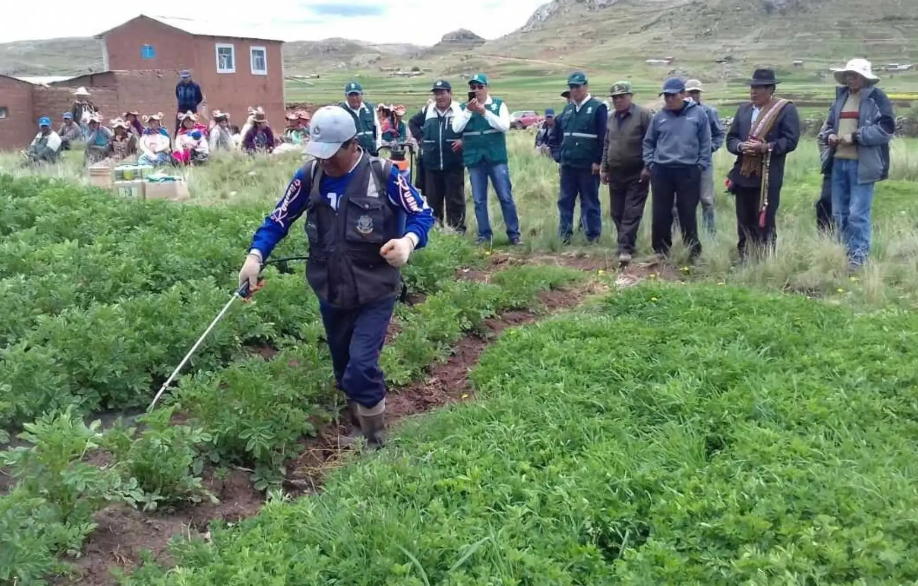 Ministerio de Agricultura y Riego (Miagri), a través de Agro Rural, aplica abono foliar para proteger 540 hectáreas de cultivo ante las heladas en la región Puno.