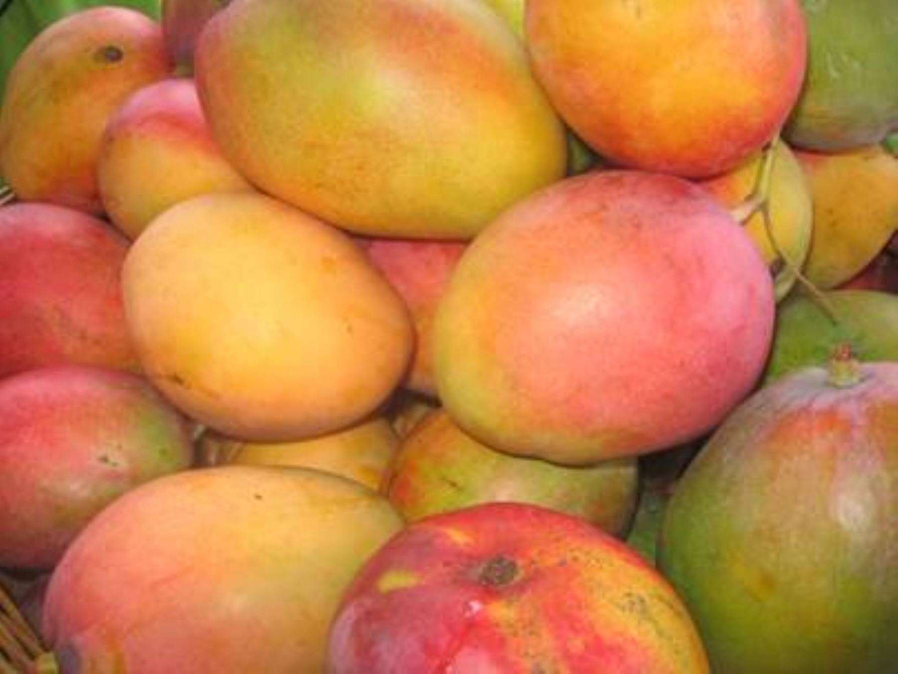 Los pequeños productores de Motupe iniciarán sus ventas con 40 jabas de mango