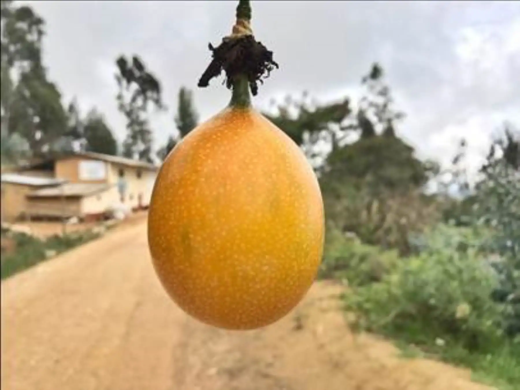 Fruta granadilla.Foto:  ANDINA/Difusión.