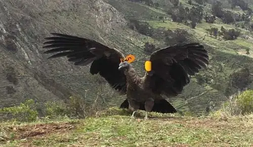 El Servicio Nacional Forestal y de Fauna Silvestre (Serfor) liberó un ejemplar de cóndor andino macho juvenil en la comunidad de Carania, provincia de Yauyos, región Lima, ubicada a 4,200 metros de altitud.