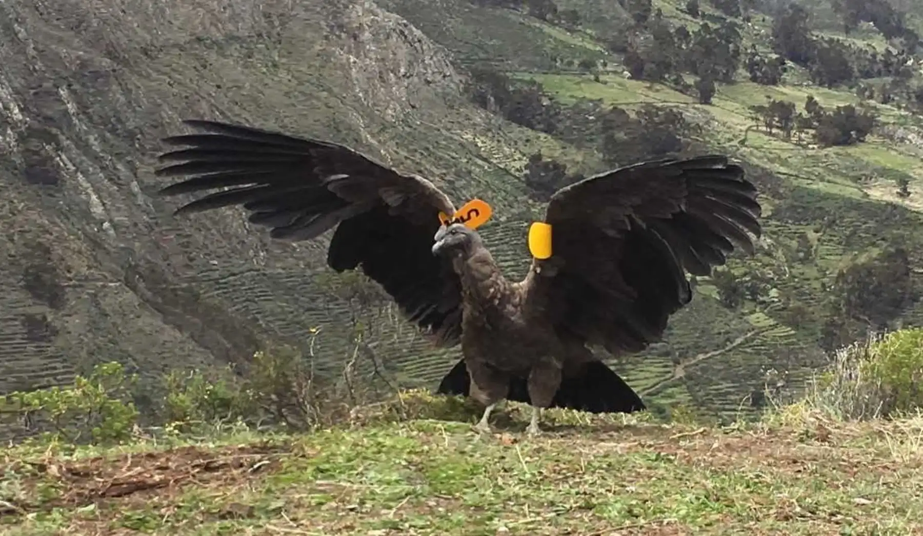 El Servicio Nacional Forestal y de Fauna Silvestre (Serfor) liberó un ejemplar de cóndor andino macho juvenil en la comunidad de Carania, provincia de Yauyos, región Lima, ubicada a 4,200 metros de altitud.