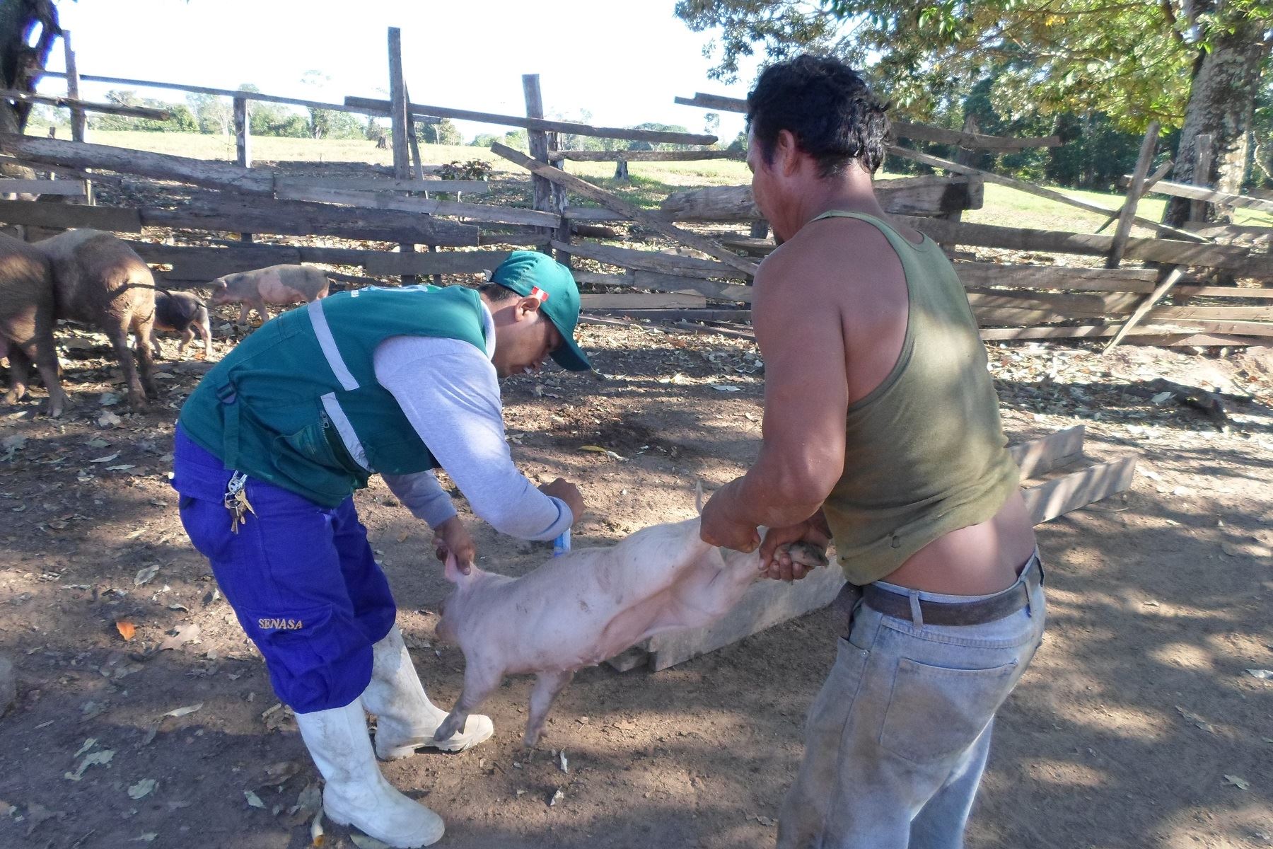 Con vacunación previenen brote de peste porcina clásica en región Ucayali. ANDINA/Difusión