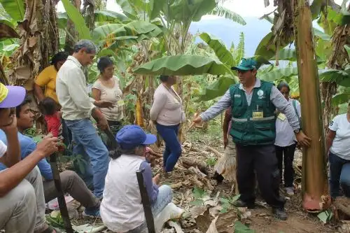 Agricultores de la Selva Central se capacitan en control de plagas. ANDINA