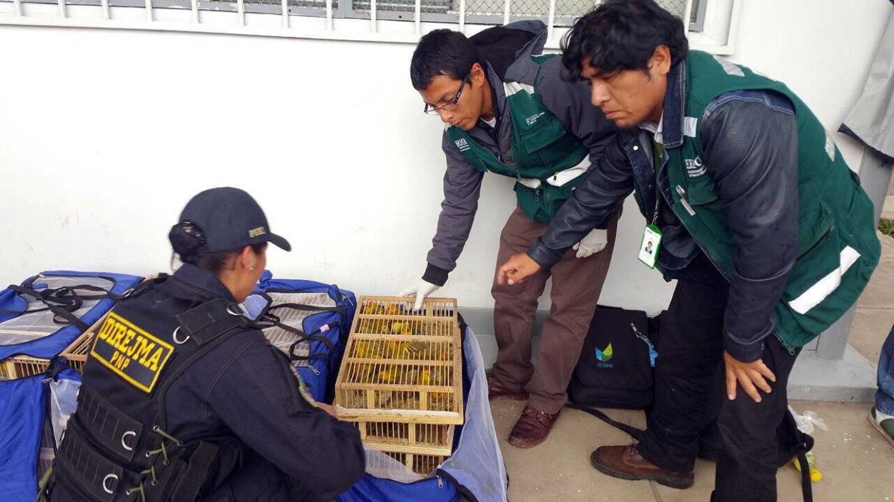 Serfor rescata 581 aves cuando eran transportadas ilegalmente hacia Puno