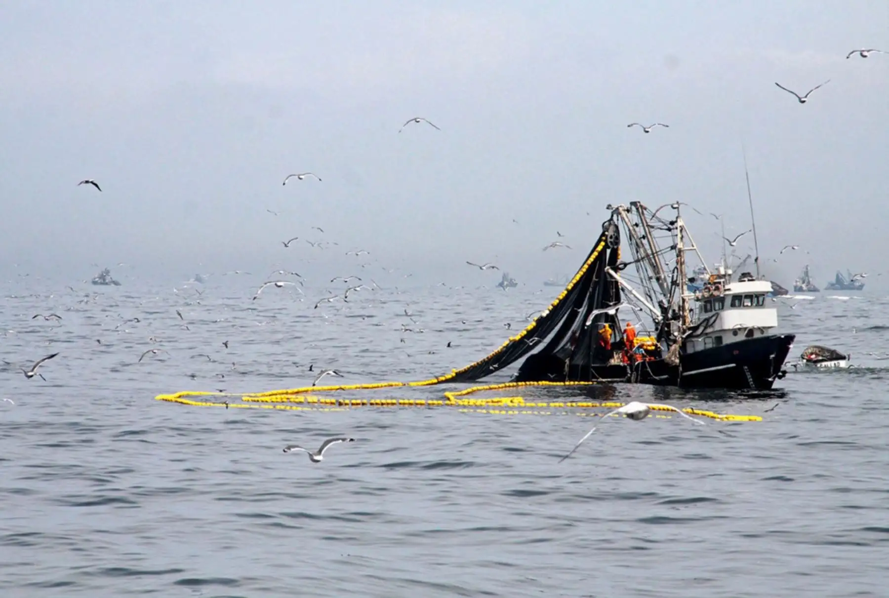 Pesca de anchoveta. ANDINA/Difusión