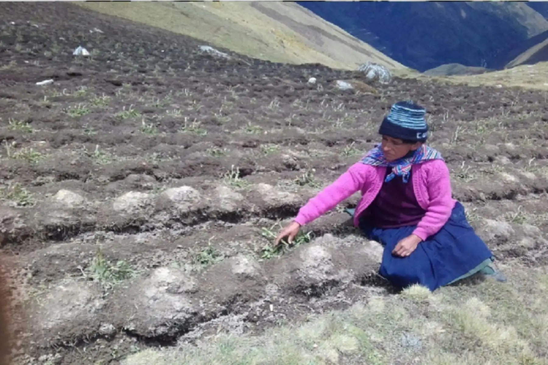 Pasco: granizada dañó cultivos, techos de cobertizos y viviendas