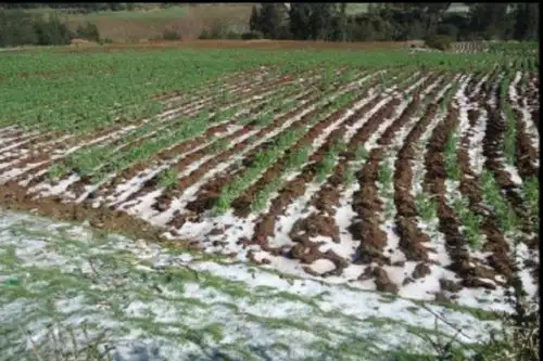 En el distrito y provincia de Acombamba se perdieron 60 hectáreas de cultivo, mientras 30 hectáreas en el distrito de Pachamarca, provincia de Churcampa,