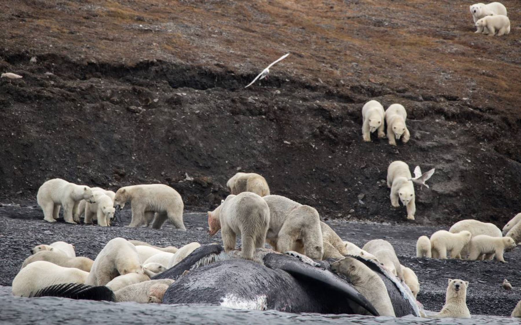 Osos polares en la isla rusa Wrangel. Foto: AFP