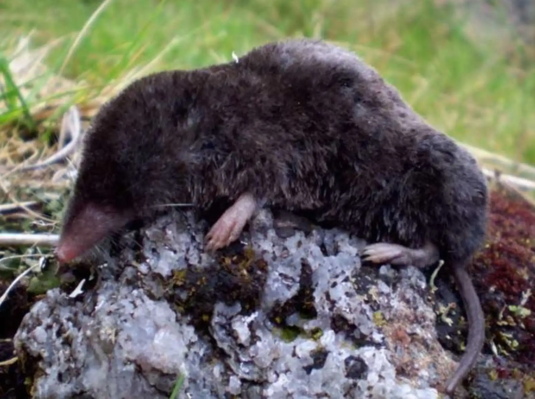 Una nueva especie de musaraña, mamífero silvestre simular a un roedor, fue descubierta hoy, cuando se celebra el Día Mundial de los Humedales, en el Santuario Nacional Tabaconas Namballe, lo que constituye constituye un nuevo aporte de las naturales protegidas del Perú a la conservación de la biodiversidad del mundo