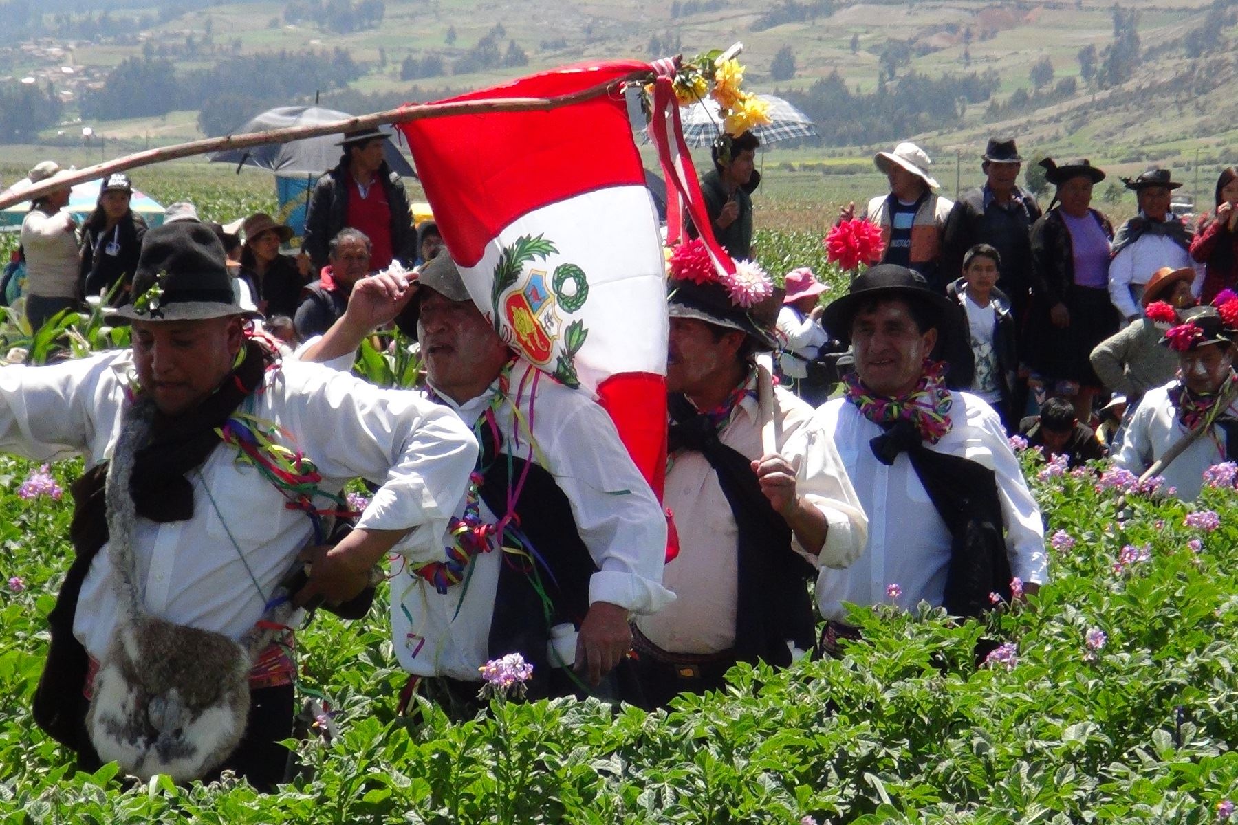 Con concurso ancestral de cultivo de papa, Akshu Tatay, se inicia carnaval Huanca.Foto:  ANDINA/Pedro Tinoco.