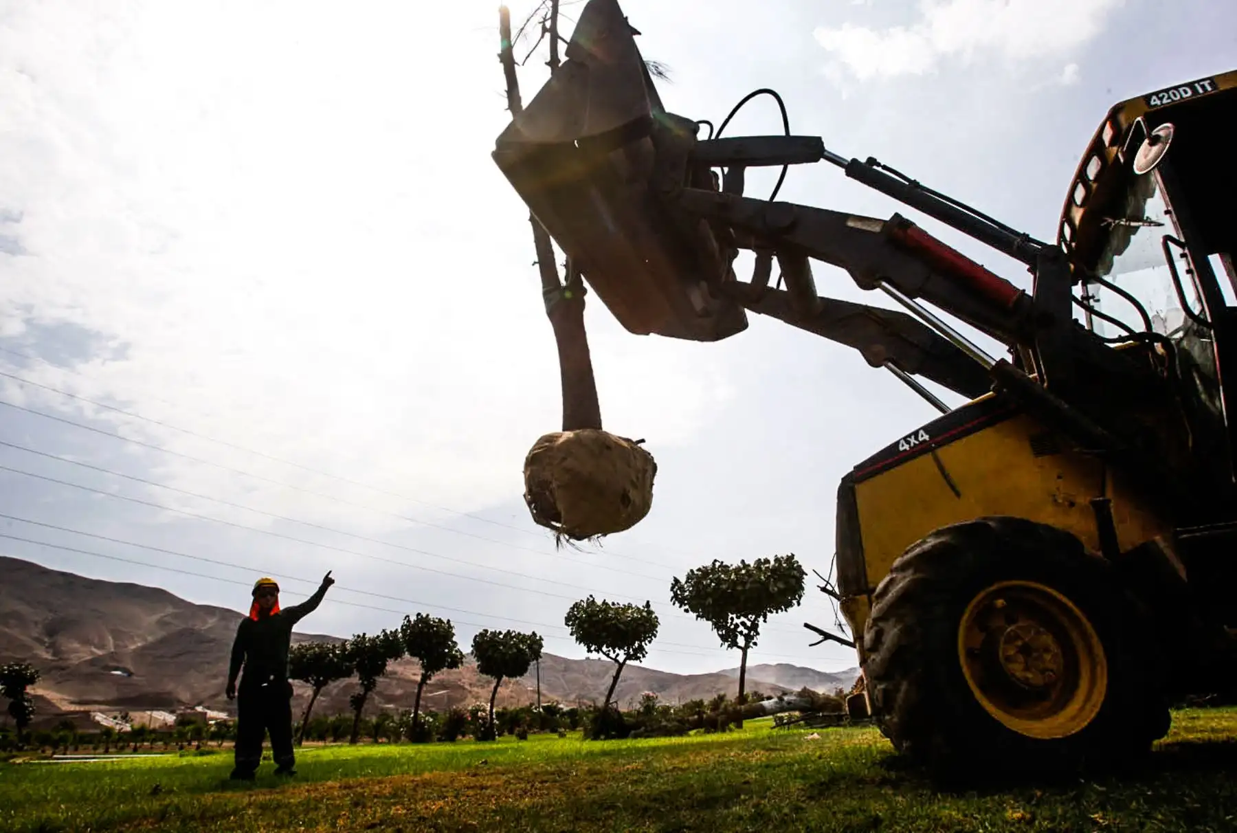 Desde las 07:00 ingresan camiones cargando árboles desde los cuatro puntos cardinales de Lima al área administrada por Serpar. Aquí, en este “albergue”, las plantas leñosas podrán echar sus raíces por segunda vez. Foto: ANDINA/ Eddy Ramos