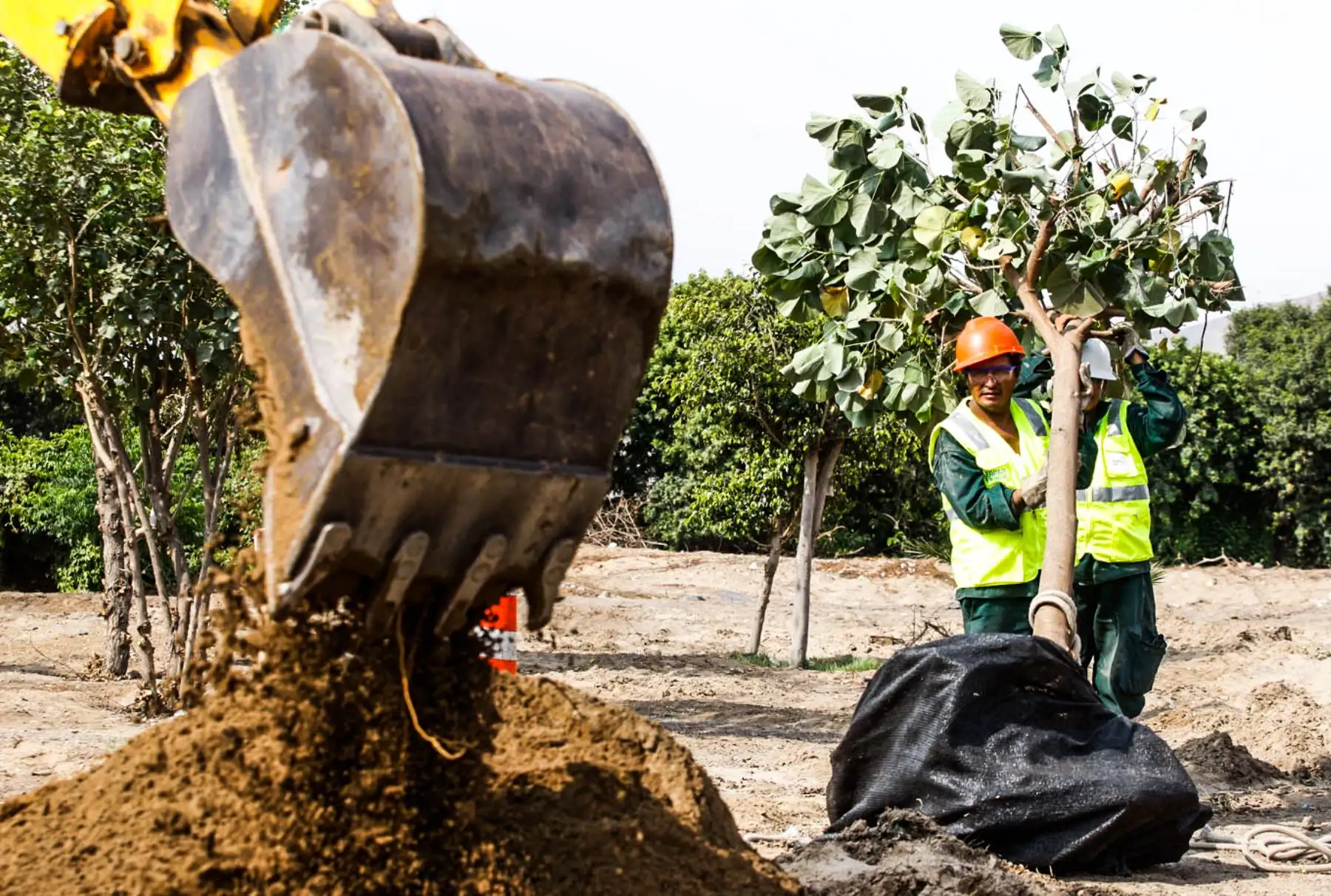 La Ordenanza Municipal 1852, promulgada en diciembre del 2014, obliga a las empresas constructoras a buscar un espacio a donde trasladar los árboles y así cuidar las pocas áreas verdes que tiene la ciudad. Foto: ANDINA/ Eddy Ramos