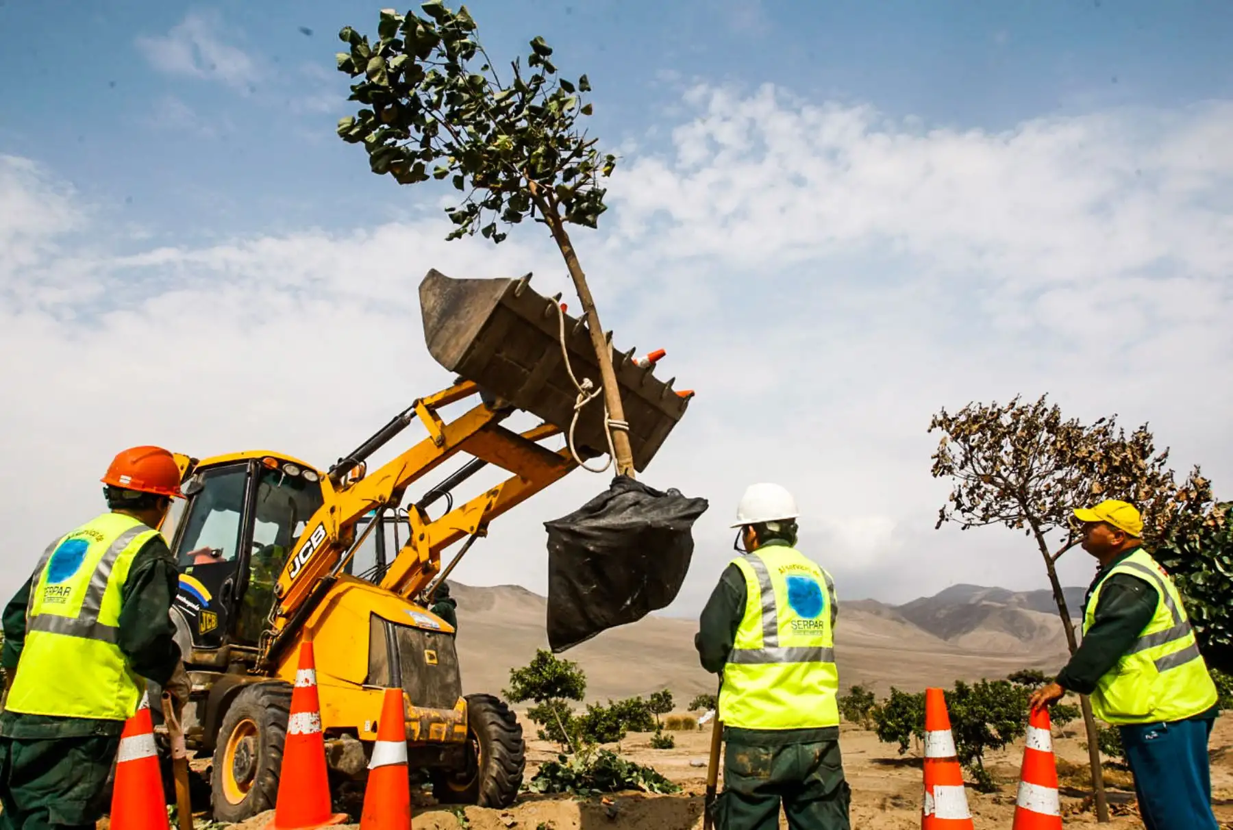 Las constructoras traen retroexcavadora y operarios para resembrar los árboles. De Surco, por ejemplo, llegaron casuarinas con más de 15 años, parte de los 190 árboles que estaban sembrados en la zona donde se amplía el intercambio vial El Derby. Foto: ANDINA/ Eddy Ramos