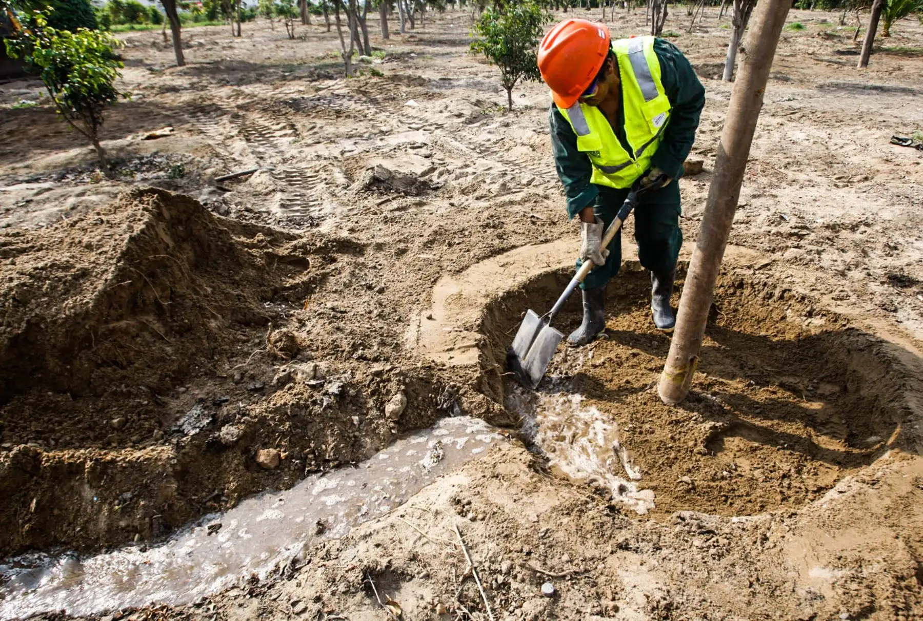 En el lugar de la plantación se cava un hoyo de 1.5 veces mayor que el volumen del “pan de tierra”.Foto: ANDINA/ Eddy Ramos