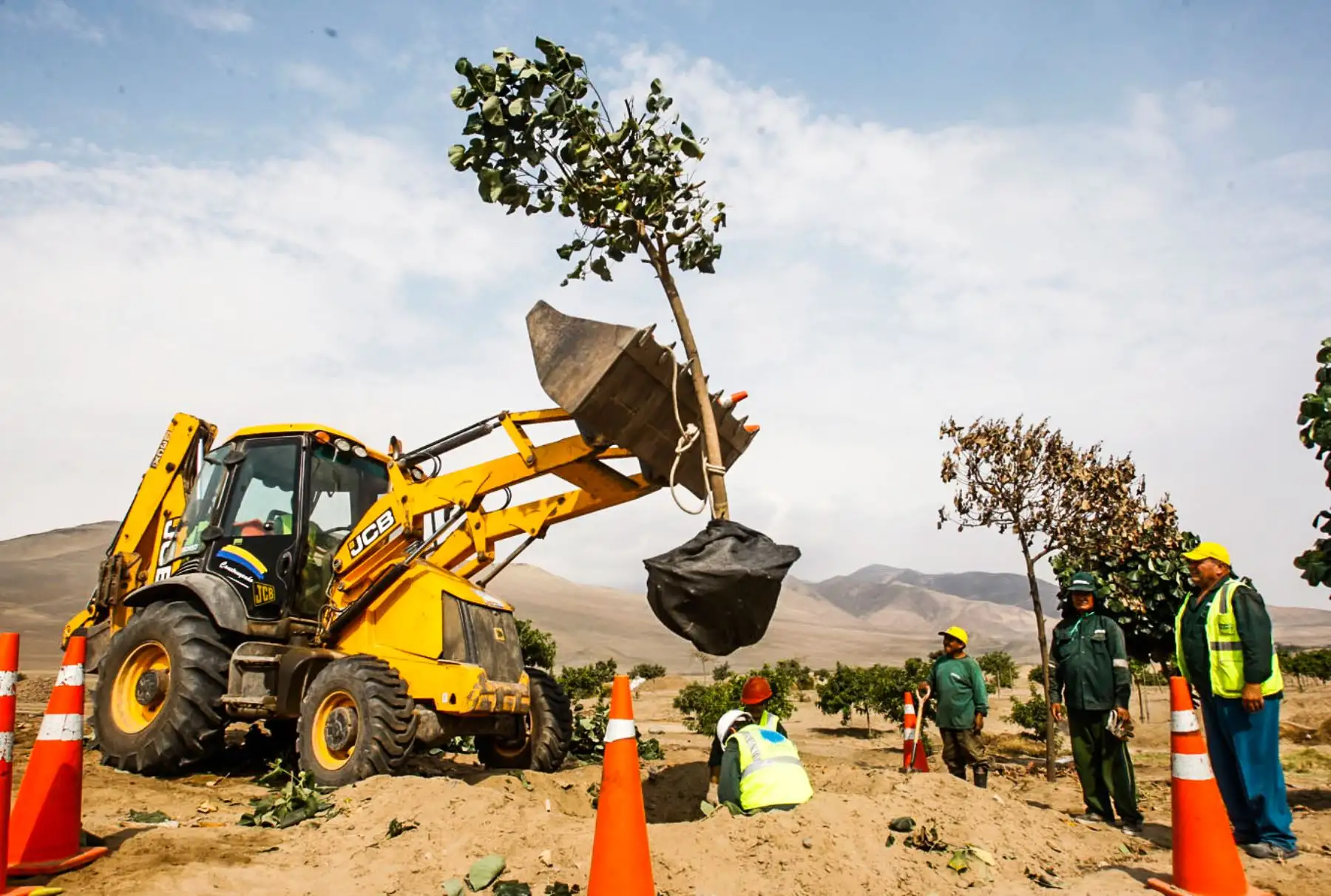 El 90% de los árboles sobrevive (los ficus son los que se han adaptado mejor). Los técnicos piensan que se debe al agua, a la tierra arenosa, que permite echar raíces más rápido que en los suelos arcillosos. Amén del compost. Foto: ANDINA/ Eddy Ramos
