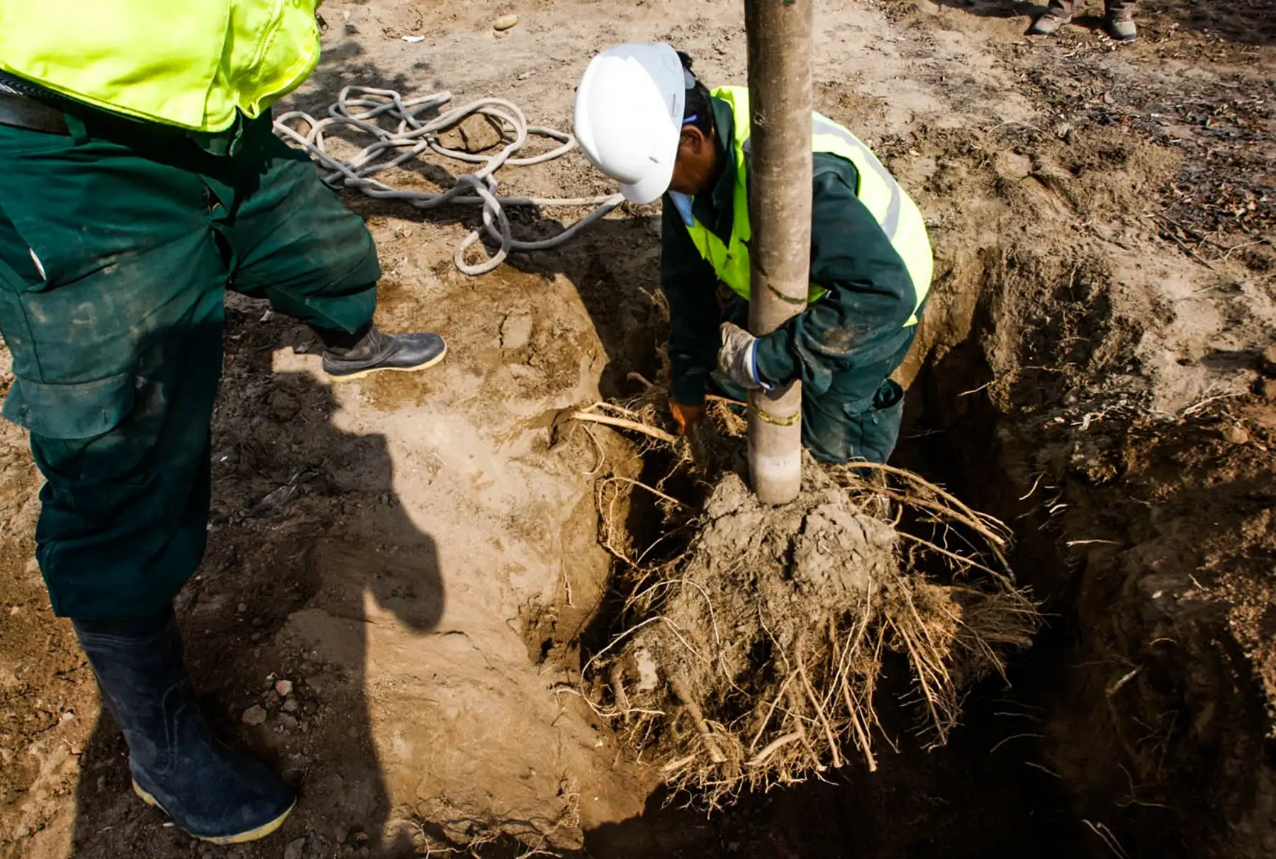Serpar elaborará un inventario de los tipos de árboles que llegan a este refugio. También proyecta aprovechar el espacio para producir “champas de grass”, que ahora la institución compra. Y los árboles trasplantados darán sus sombras para dormir o leer una historia con final feliz. Foto: ANDINA/ Eddy Ramos