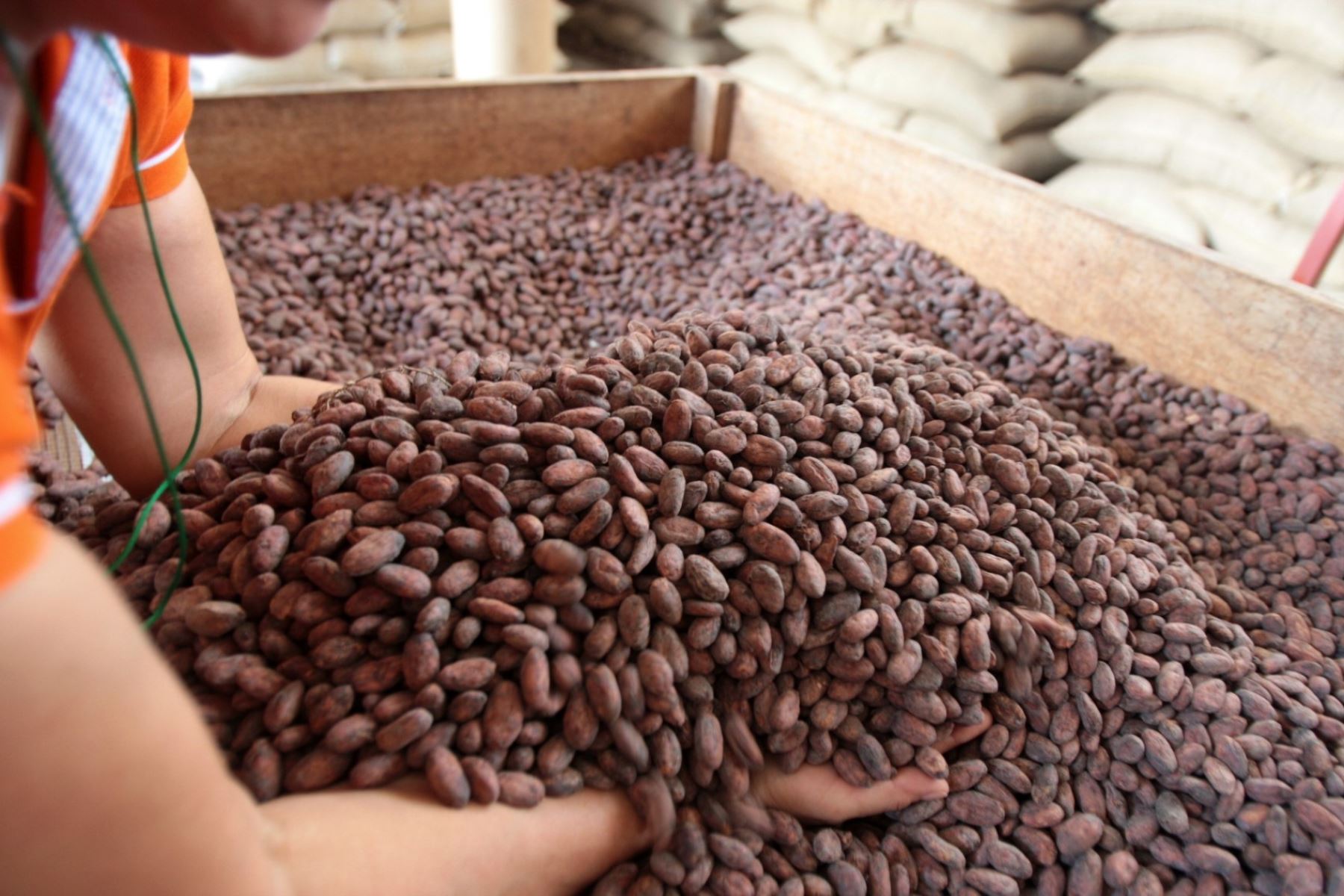 Proyecto beneficiará a 5,000 productores de cacao de San Martín. ANDINA/archivo
