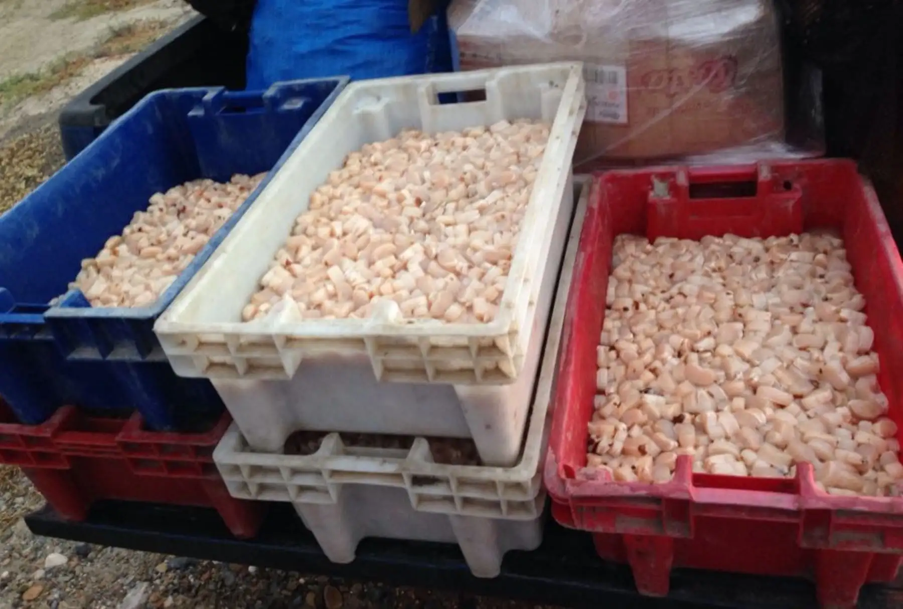 Operativo de control de transporte de conchas de abanico en Piura. Foto: Cortesía Sanipes.