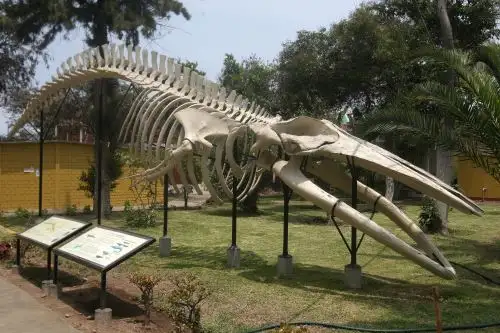 Osamenta de cachalote de millones de años de antigüedad en el Museo de Historia Natural. Foto: ANDINA/Héctor Vinces