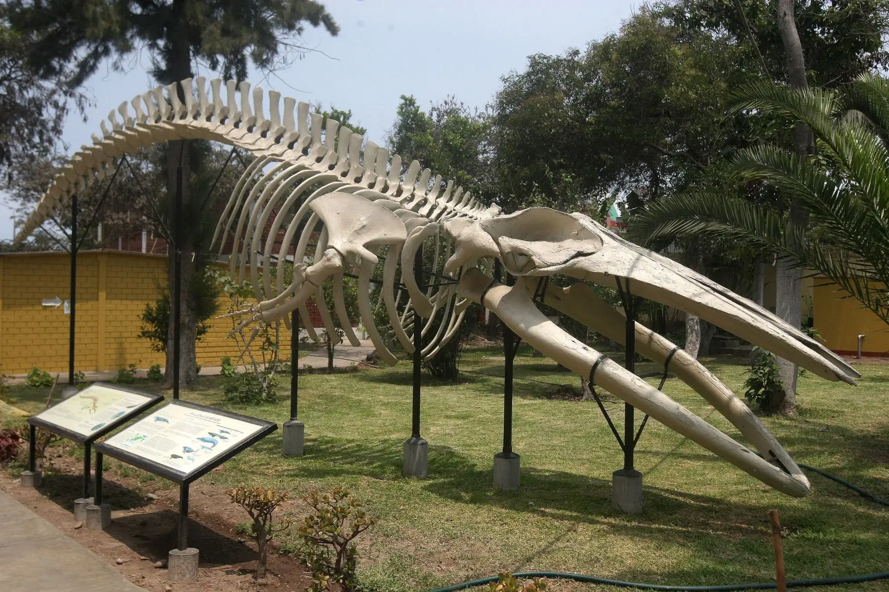 Osamenta de cachalote de millones de años de antigüedad en el Museo de Historia Natural. Foto: ANDINA/Héctor Vinces