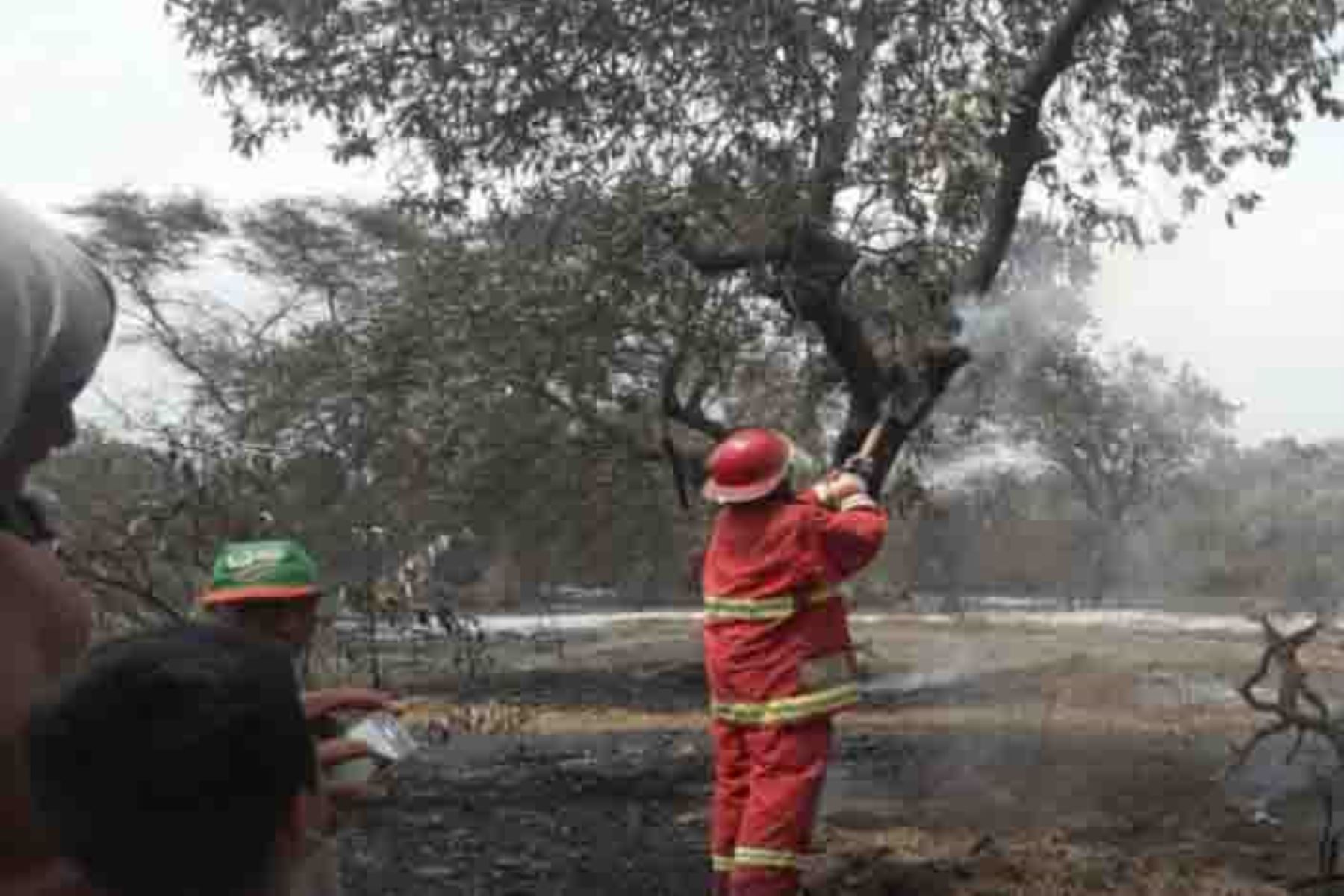 Personal de la Compañía de Bomberos Voluntarios de Ferreñafe Nº 55 extinguió el incendio forestal que se inició la tarde de ayer en el sector La Calera, ubicado en el centro poblado Los Aguilares, distrito de Pítipo, en la región Lambayeque