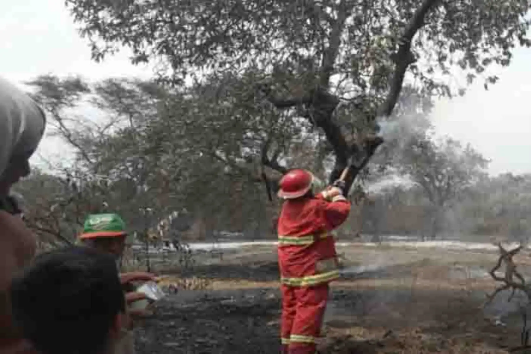 Brigadas terrestres combatirán los últimos focos del incendio forestal en Pómac. ANDINA/Difusión