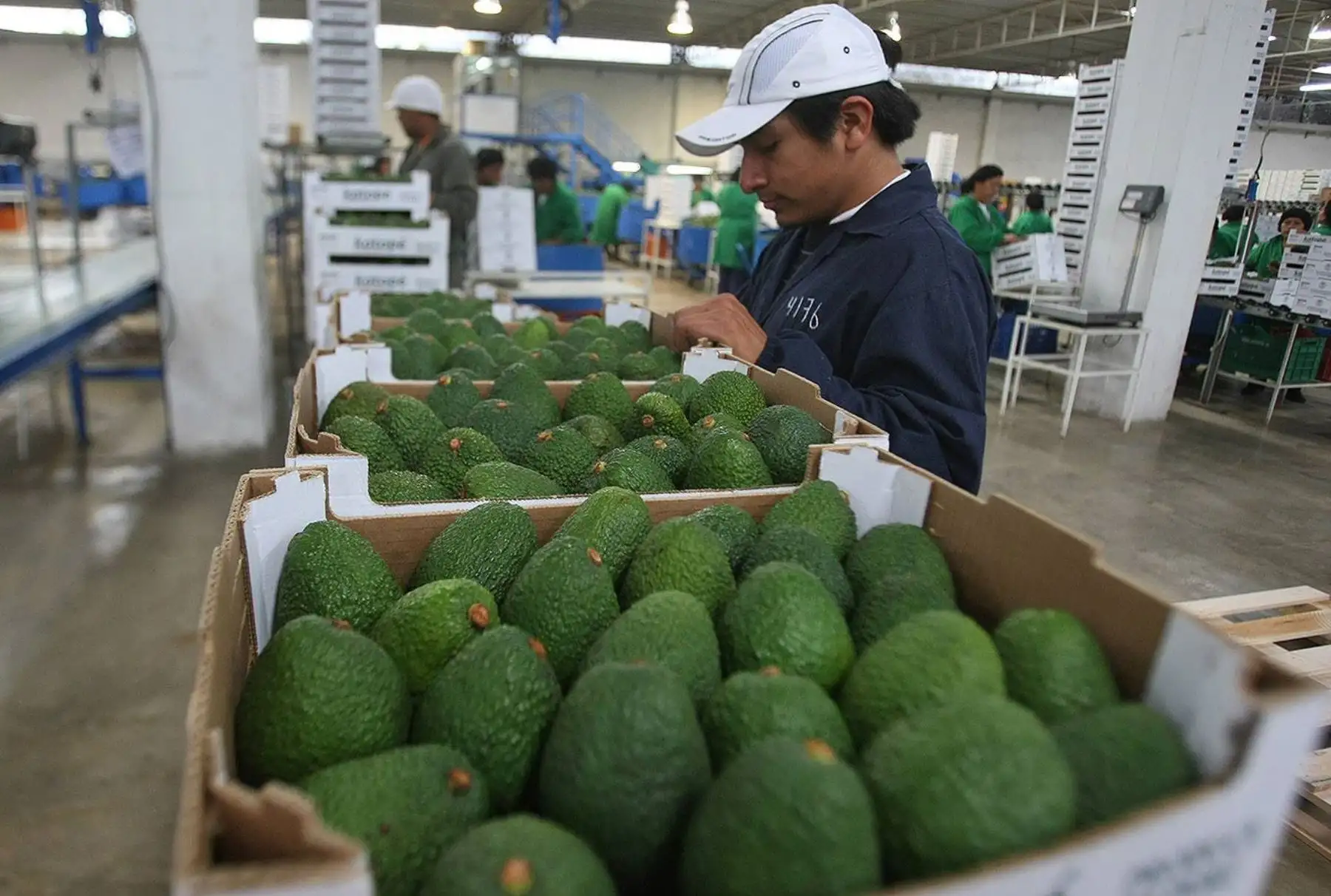 Palta peruana para exportación.Foto:  ANDINA.