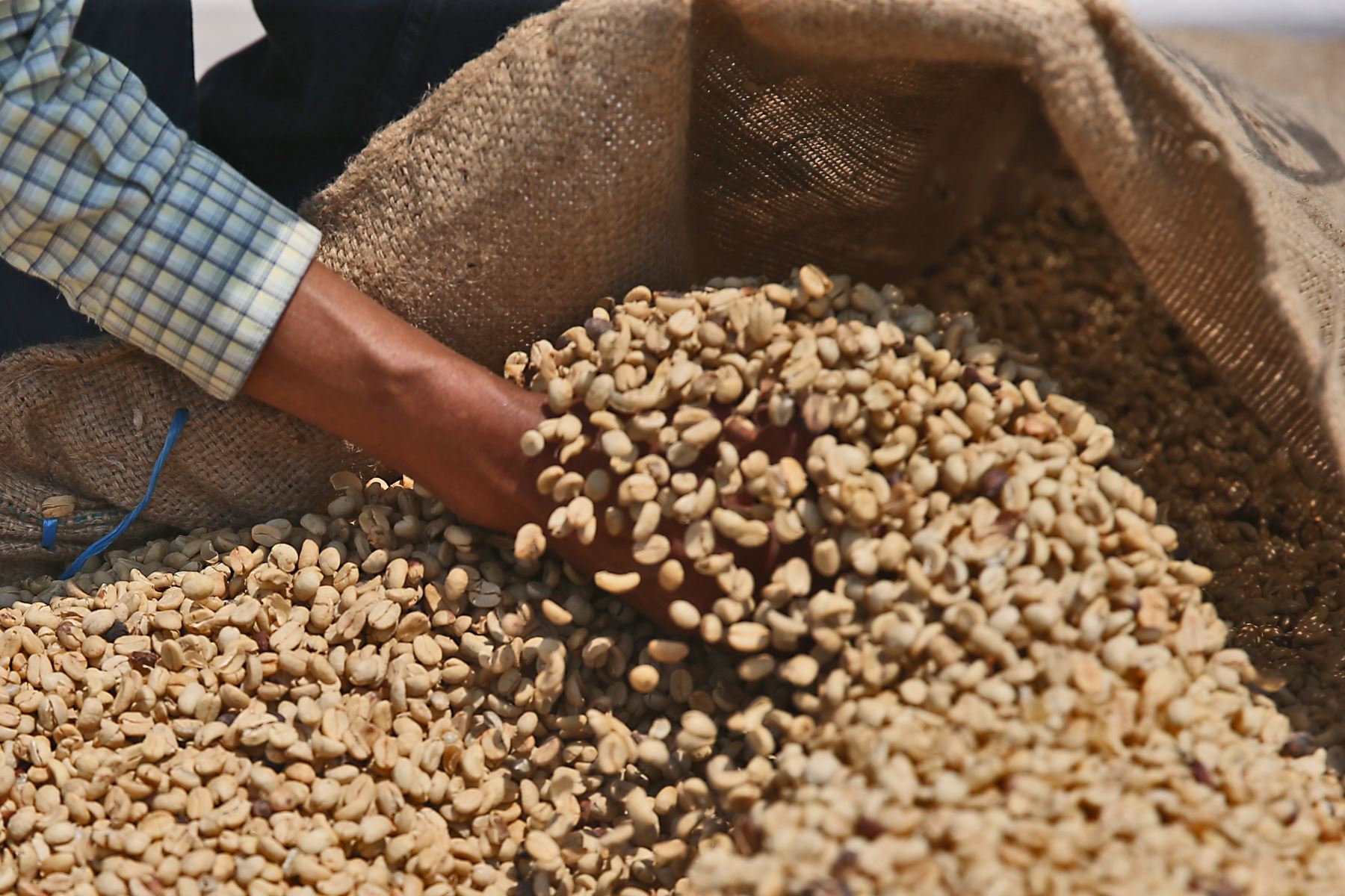Café. Es el principal producto de exportación agrícola del Perú. Aporta el 25% de las divisas de origen agropecuario y genera más de 50 millones de jornales al año en su producción y comercialización.