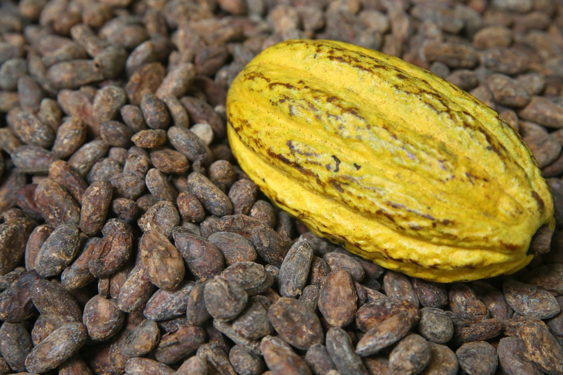 Cacao. La producción de este producto es uno de los que más ha crecido en el 2017. Las regiones Ucayali, San Martín y Huánuco son las principales productoras.