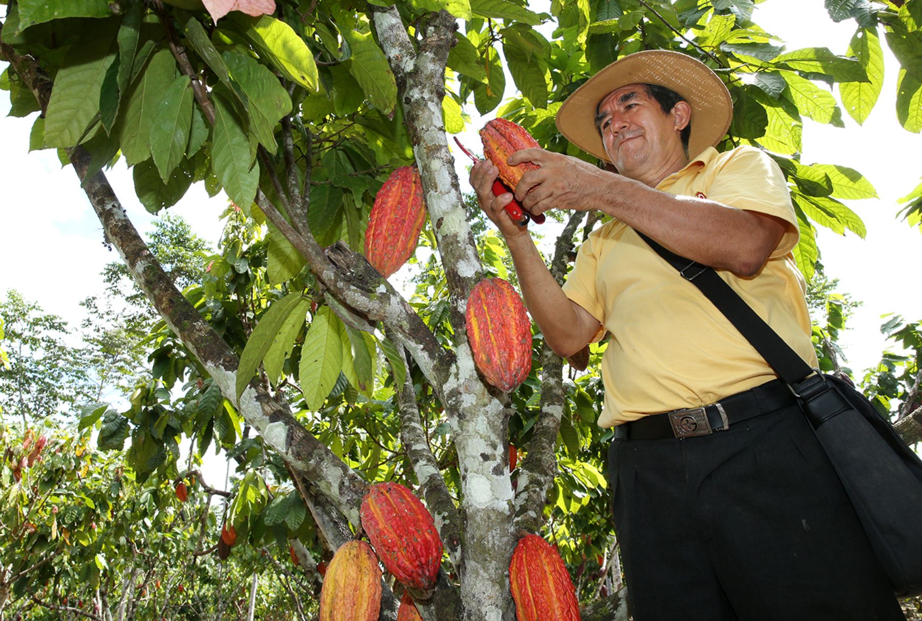 Exportaciones de cacao  ANDINA