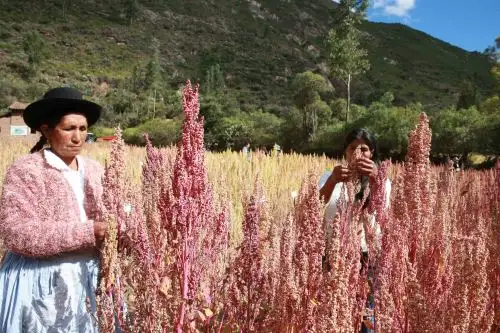 Quinua: el superalimento que cambia la vida de los agricultores de Perú. ANDINA