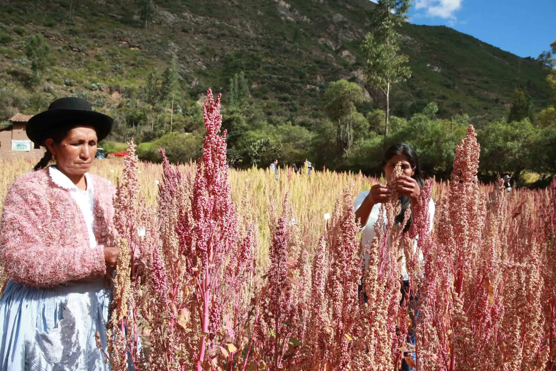 Quinua: el superalimento que cambia la vida de los agricultores de Perú. ANDINA