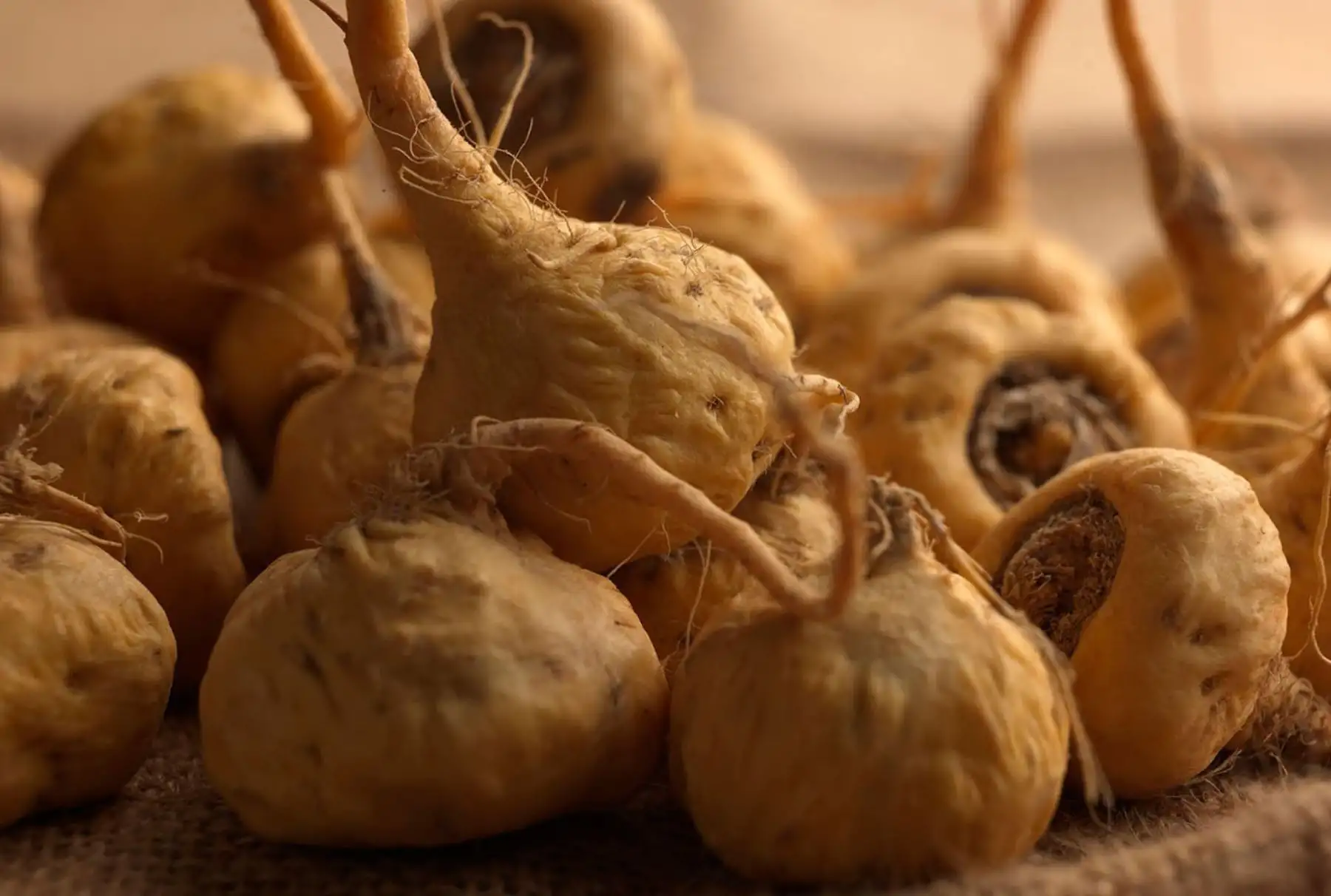 Maca. Es una planta que al ser cultivada sobre los 4,000 metros sobre el nivel del mar obtiene propiedades nutritivas únicas con valor agregado, según la explicación de los técnicos.