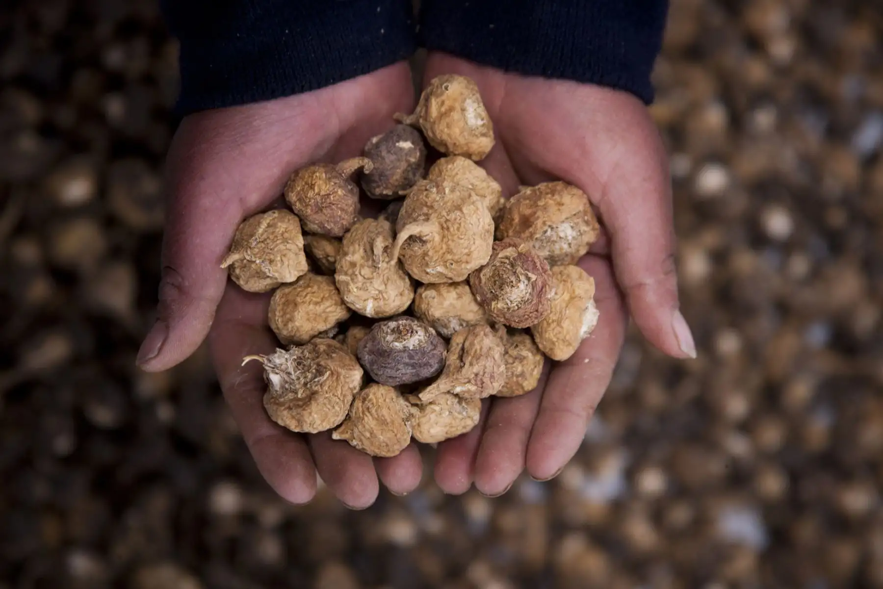 Indecopi detecta dos nuevos casos de biopiratería de maca, un producto originario de los Andes del Perú. ANDINA