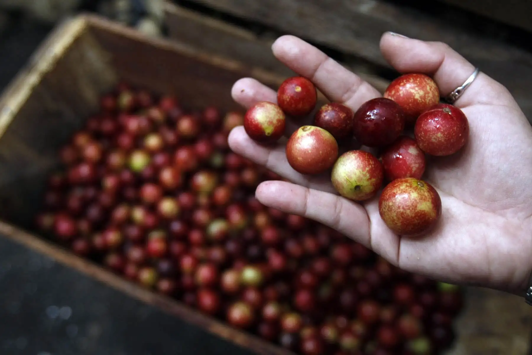 Camu camu. Es uno de los productos que crece en los bosques amazónicos con enorme potencial exportador debido a sus poderes nutricionales y medicinales. Concentra altos niveles de vitamina C.